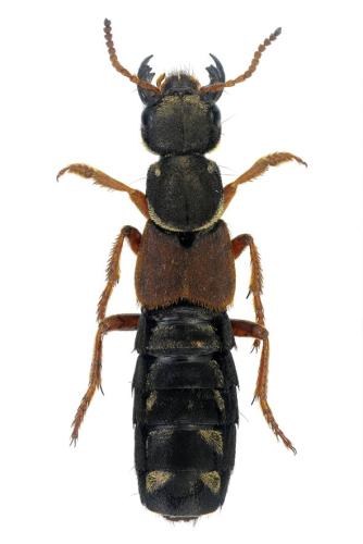 Réf. 353 286 : Staphylinus caesareus